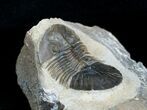 Platyscutellum Trilobite From Morocco #3965-1